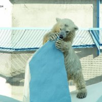 Наша Новосибирская медведица Шилка :: Наталья Солнышко