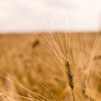Пшеница :: Serj Veter