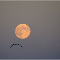 Полет на Луну :: Igor Khmelev