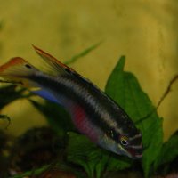 Pelmatochromis kribensis Boulenger ( самец ) :: Александр Владимирович Никитенко