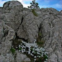 Альпийская горка. :: Yoris2012 Lp.,by >hbq/