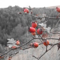 алые ягоды шиповника :: lesia 