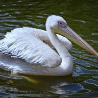 Pelicans :: Tatiana Kretova