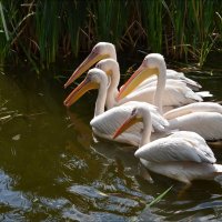 Pelicans on the pond :: Tatiana Kretova