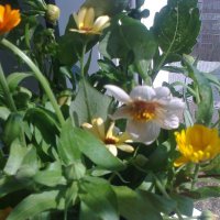 Отцвели уж совсем хризантэмы в саду... :: Galina194701 