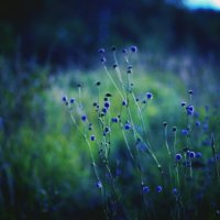 Природа. Синие цветы. :: Дарья Яковлева