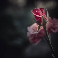 Из серии - мои розы!!! :: Александр Вивчарик
