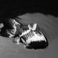 Рыба! :: Сеня Полевской