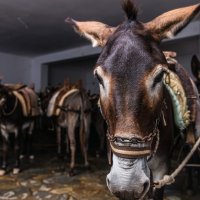 Стоянка такси в Линдосе. :: Вадим Жирков