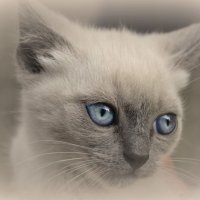 Портрет котёночка :: galina tihonova