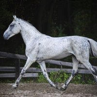 Белый конь :: Настя Теплякова