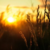 Пшеничный закат :: Ирина Соловьева