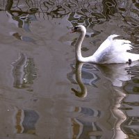 В городском пруду :: Виктория ЖиВи