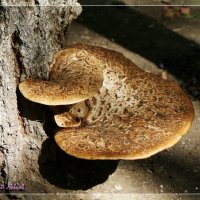 Древесный гриб. :: Анатолий Ливцов