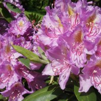 Рододендрон катевбинский (Rhododendron catawbiensе) :: Елена Павлова (Смолова)