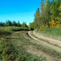 дорога в лесу :: Михаил Святов