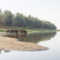 Водопой :: Олег Дорошенко