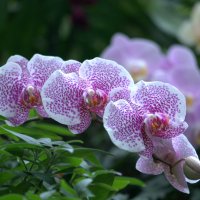Орхидея :: Алёна 