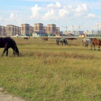 кони и город :: Олег Петрушов