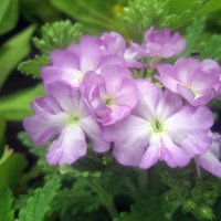 Verbena :: laana laadas