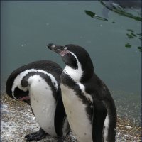 Два пингвина :: Ольга Маркова