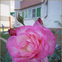 Прекрасное цветение :: Людмила Ардабьева