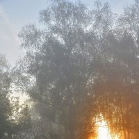 Сцепились солнце и туман. :: игорь конопченко