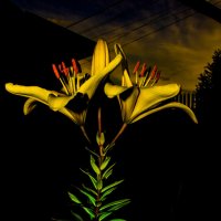 Лилии-цветы... :: Артём Бояринцев