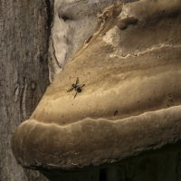 Древесный гриб и маленькая мушка :: Сергей Глотов