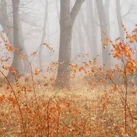 Осенний туман :: Виктория ЖиВи