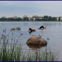 Polden,zjarkoj :: Daiga Megne 