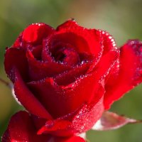 осенняя роза :: liudmila drake