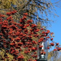 Осень в городе :: ирина 