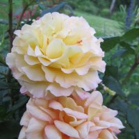 розы Aquarell и  Bataclan от Tantau :: lenrouz 