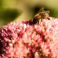 Пчела на цветке :: Dmitriy Stoyanov