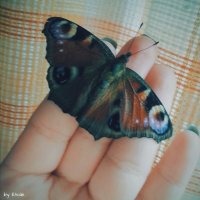 Осенняя бабочка :: Lady Etoile