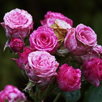 Розы под дождем :: Виталий Житков