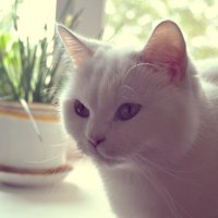 Кошка, на окошке. :: Ирина Бакутина