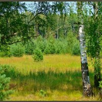 Лето прекрасное :: Елена Солнечная