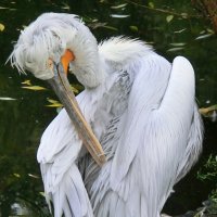 Кудрявый пеликан :: Natali Nikolaevskay