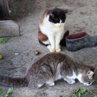 один день из жизни кошек :: Кристина Иванова