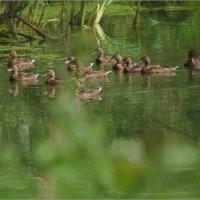 Мой трофей- дюжина крякв...хорошо,что я не охотник! :: Тарасенко Владимир 