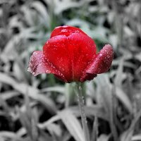 Красный тюльпан. :: Маргарита ( Марта ) Дрожжина