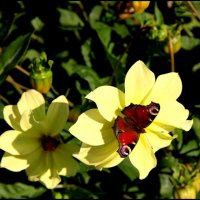 Бабочка в сентябре :: oleg voltihaus