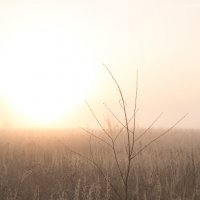 Восход солнца в тумане :: Наталья 
