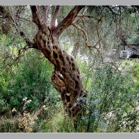 оливковое дерево :: мирон щудло