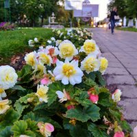 Городские цветы :: Елена Солнечная