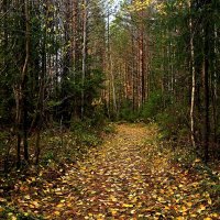 Дорога в лесу. :: Galina S*