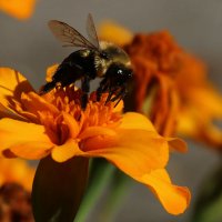 Пчелка :: Galina Kazakova