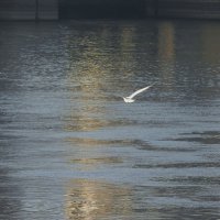 Чайка  над  Волжской  водой.... :: Galina Leskova